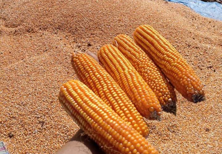 recent-project-img-1